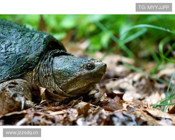 啦啦队表演安全与注意事项全面指南，确保队员健康与比赛表现优异